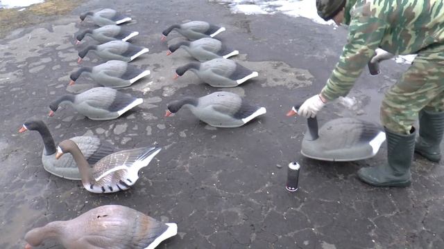 Перекраска чучел белолобого гуся
