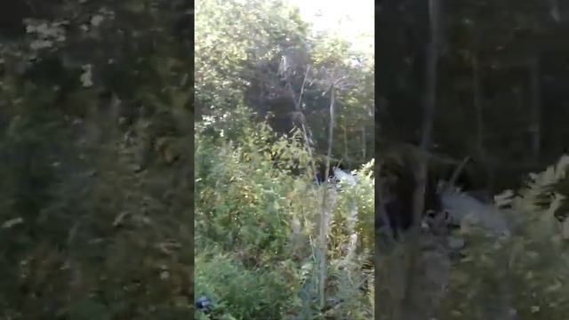 вепсский лес каскад смотреть онлайн