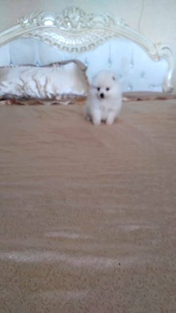 Шпицы. Продажа. Краснодар. Доставка.