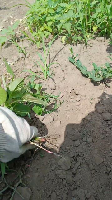 прополка огорода у бабушки смотреть онлайн