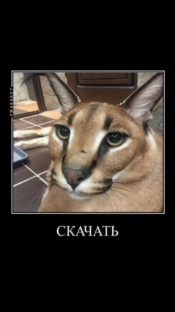 Скачать обои клещ рояль #мем смотреть онлайн