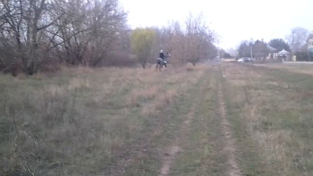 Орловские рысаки