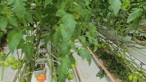 Томаты Хакимару и Татемару в сравнении, май 2025 год.