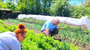 480 🏠 Купили дом на юге. Отдыхать некогда. Что посеешь то и пожнёшь.