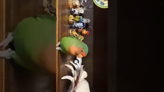 Погуяй Сеня играет спицами смотреть онлайн