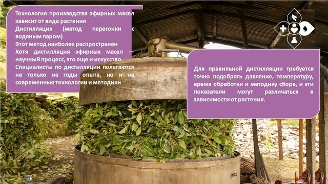 Ароматерапия Введение в мир ароматов