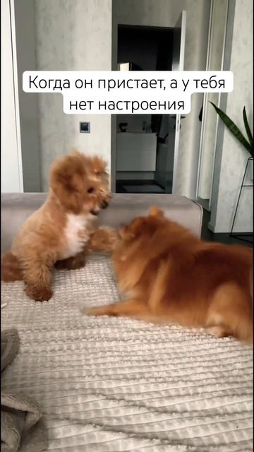 Коли ти не в гуморі😏🥲 #dog #fannyvideo #домашниеживотные #собака #настроение #мальтипу #шпиц