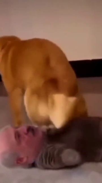 #рекомендации #shorts #реки #смешно #мем #лукашенко #собака #кот смотреть онлайн