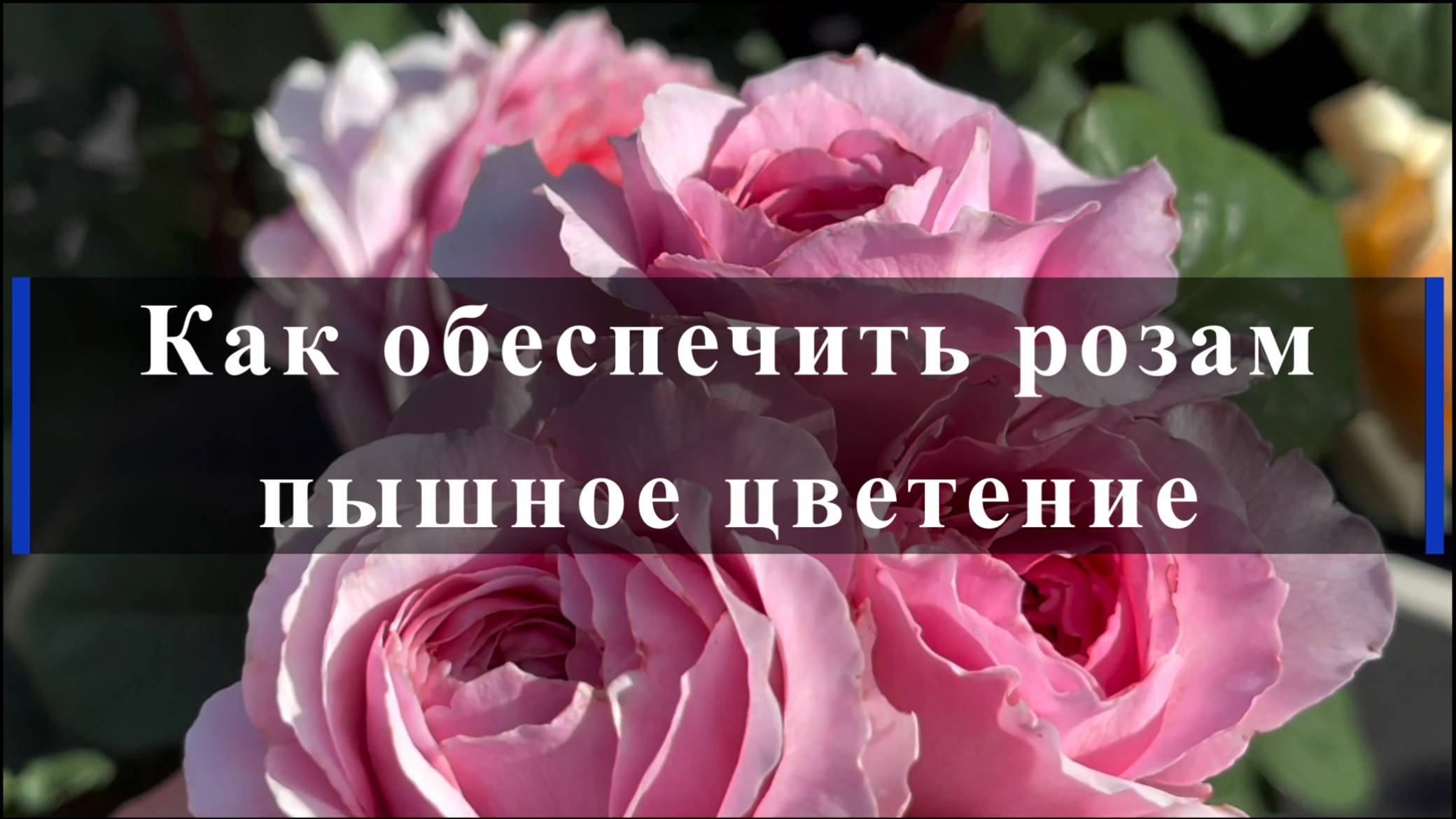 Как обеспечить розам пышное цветение смотреть онлайн