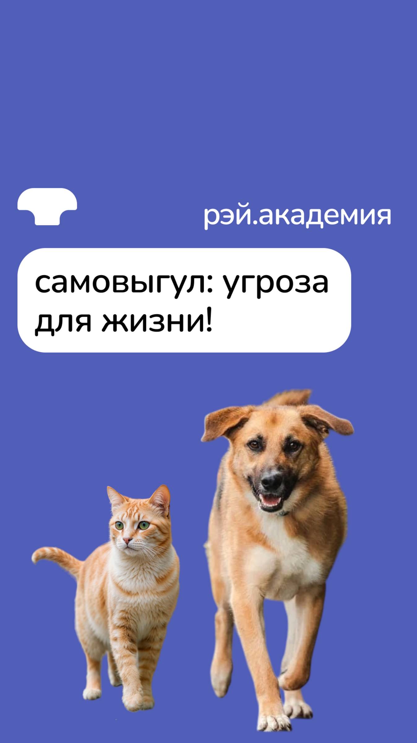 Чем опасен самовыгул? смотреть онлайн