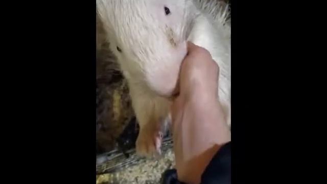 САМЫЙ ОГРОМНЫЙ ЕЖ НА ЗЕМЛЕ_ЛЮБИТ СВОЮ ХОЗЯЙКУ #shorts смотреть онлайн