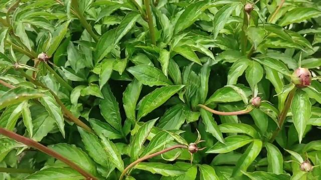 Что такое клумба? Пойдёмте  я вам покажу😊