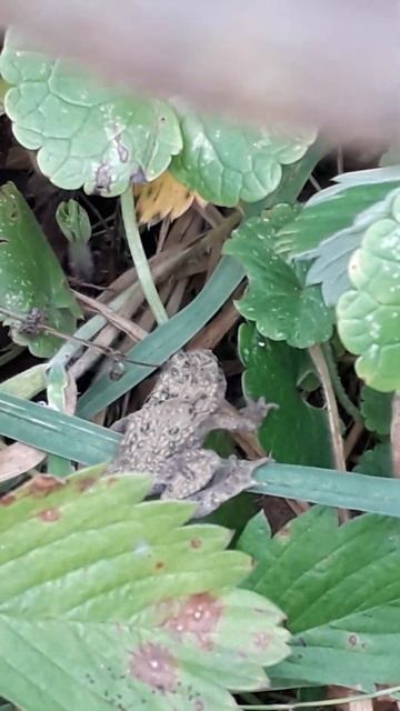 Вкусило ядовите жабеня. Випускаю в пруд. Част 2