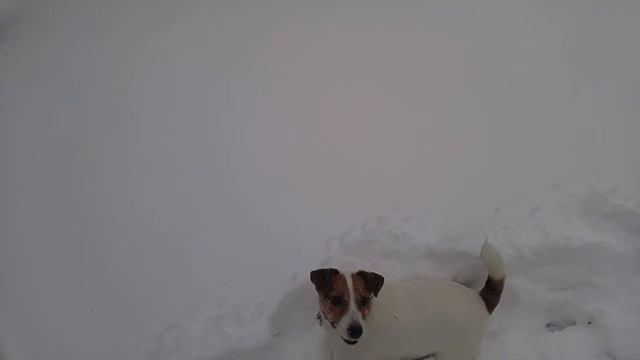 Когда сугроб выше собаки. После рекордного снегопада в Москве 27/01/19 смотреть онлайн