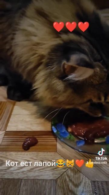 Кот ест лапой или балуется?😂😸🤭❤👍 смотреть онлайн