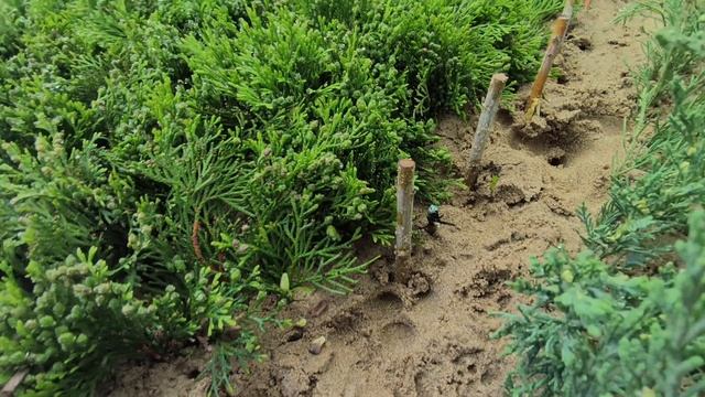 Результат размножения ивы Хакуро Нишике смотреть онлайн