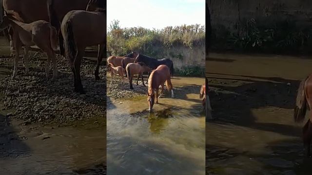 Крым . Выгул лошадей у подножия Белой скалы в Белогорске.