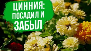 НЕПРИХОТЛИВЫЕ растения, которые сможет вырастить каждый! Цинния.