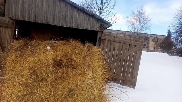 #работаналошаде Ледяной дождь. Возим рулоны.Мастерим#latviаnvillage#влог#жизньвдеревне смотреть онлайн