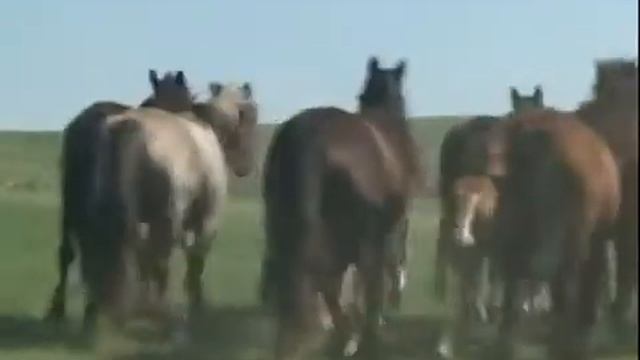 Ауыл және адамдар. Май ауданы. Аршалы ауылы. Архив