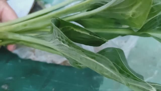 ВЫРАЩИВАНИЕ ХОСТЫ из ЛИСТА. ПЕРВЫЙ ОПЫТ #хосты #многолетники #размножение #черенкование #цветы #лето смотреть онлайн