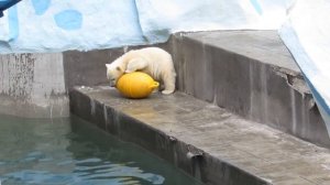 Как же хочется поиграть, но в воду не хочу прыгать 31.05.2019