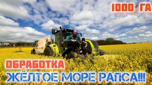 Красочная обработка РАПСА в 2025 году/трактор claas axion 850/опрыскиватель amazone ux 11200!