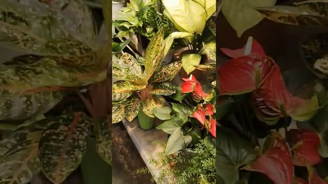 В цветочном магазине 2