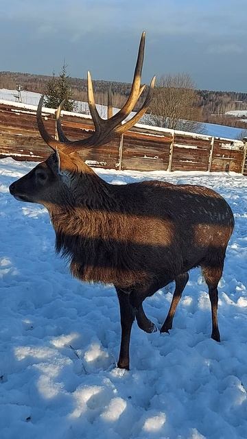 Как выглядит северный олень