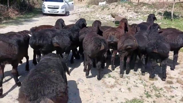 160 $ Гиссар кошкарлар 3 айлык 17 бас ☎️ 99 123 46 66