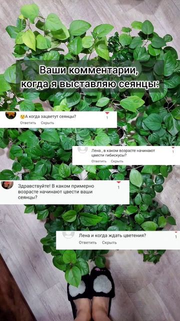 Про формирующую обрезку я знаю) Это сеянец, с ними не всё так просто. #гибридизация