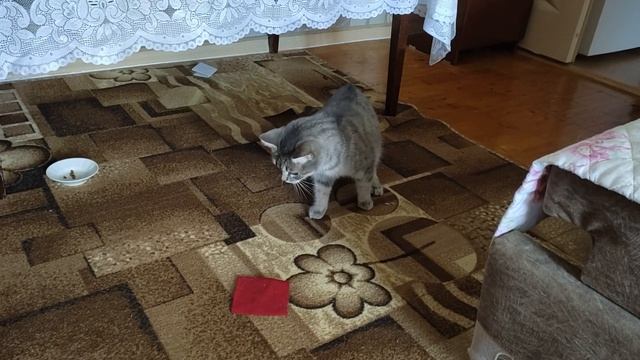 Барса барышня самодостаточная, всегда найдет чем заняться смотреть онлайн