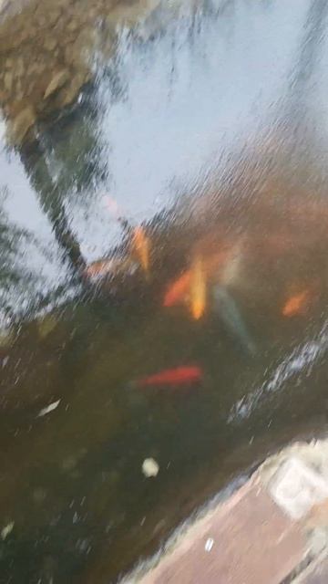 Карпы кои зимовка 14 января 2025