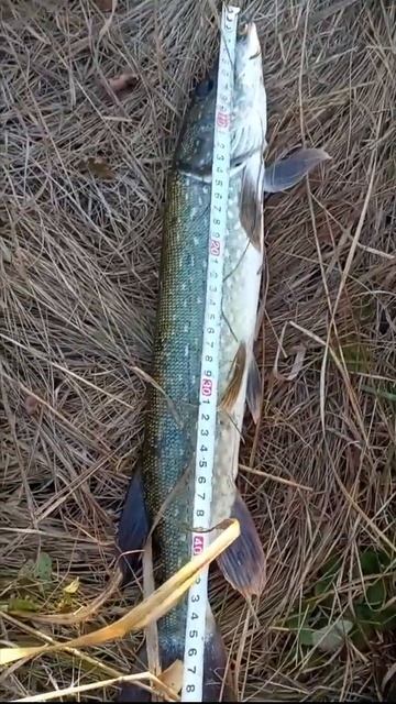 Щука 50 см смотреть онлайн