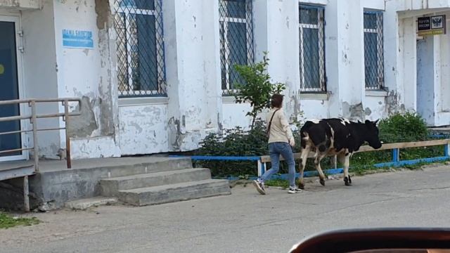 г. Оха /корова ищет посылку.