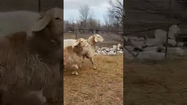 Кошкарлар на оценку 😍