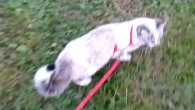 Гуляем со Снежкой смотреть онлайн