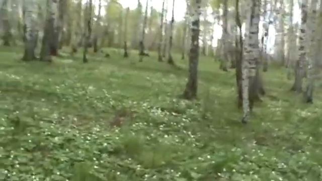 Бир Гризли - Пародия- Шутка. смотреть онлайн