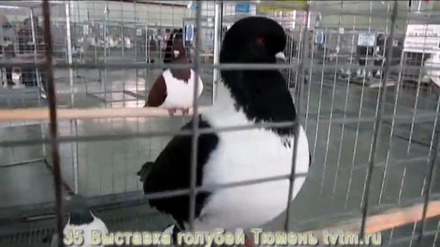 35 Юбилейная-выставка-голубей-78577 смотреть онлайн