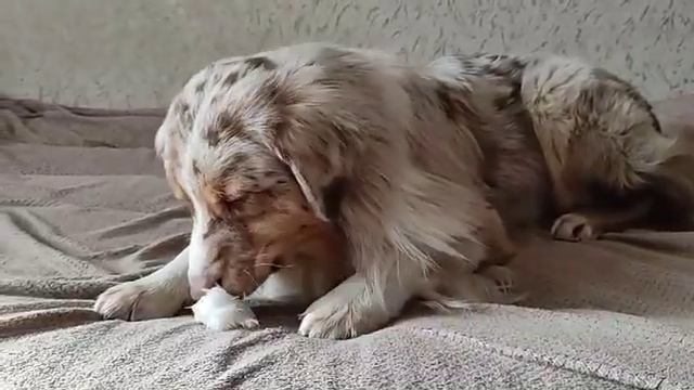 Екатерина Саратова (Таганрог) и её питомец! Такие вкусные хвосты кролика!!