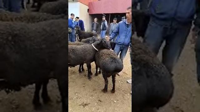 Асрор Донаев Jonli Efirda! Surxondaryo Denov Qoʻzi Bozoridan