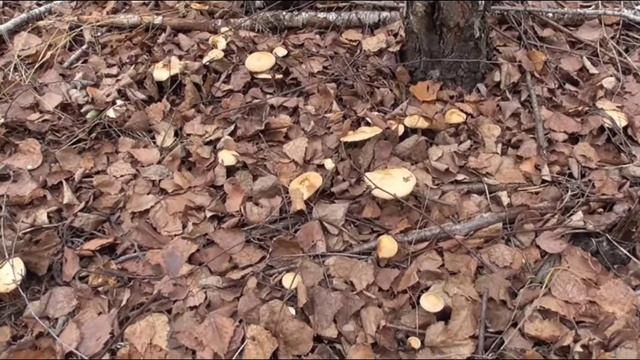 Геннадий Горин смешные моменты смотреть онлайн