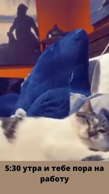 Когда тебе надо рано утром на работу смотреть онлайн