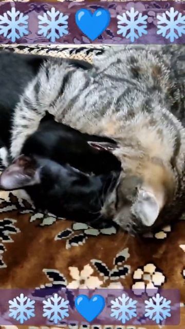 Большой секрет для маленькой для маленькой такой компании+ песня Никитины