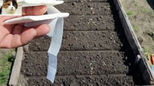 Как правильно сажать морковь на ленте чтобы быстро взошла