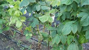 Обрабатываю малину бордоской смесью летом.