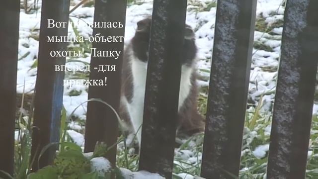 Первый снег. Красивая охота. Обидно, да ладно. Зарисовка.