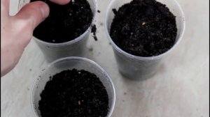 Гардения жасминовидная. Посев семян. Всходы.//Валентин