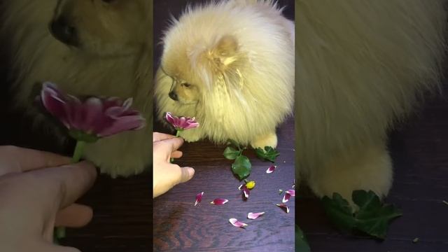 Шпиц Лакки и цветок