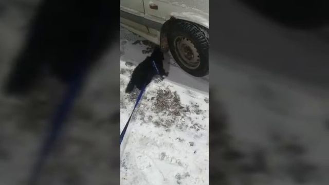❄ПЕРВАЯ ПРОГУЛКА❄ // ИЗУЧАЕМ СНЕГ И РУГАЕМСЯ❄ смотреть онлайн
